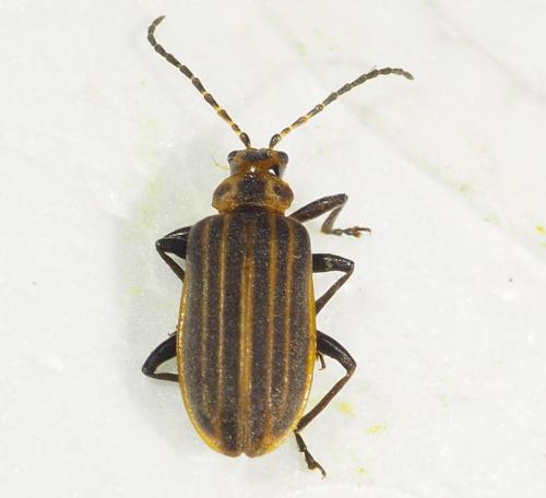 Neolochmaea dilatipennis
